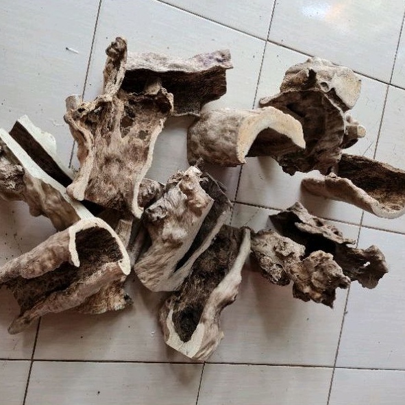 KAYU KOPI RUMAH REPTIL TARANTULA HIDING CAVE