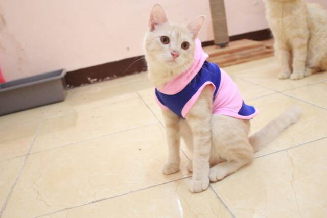 Kaos hoodie mix pinky blue untuk kucing dan anjing / baju kucing murah meriah size S M L XL