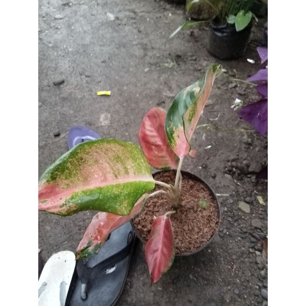 aglonema kocin pelangi