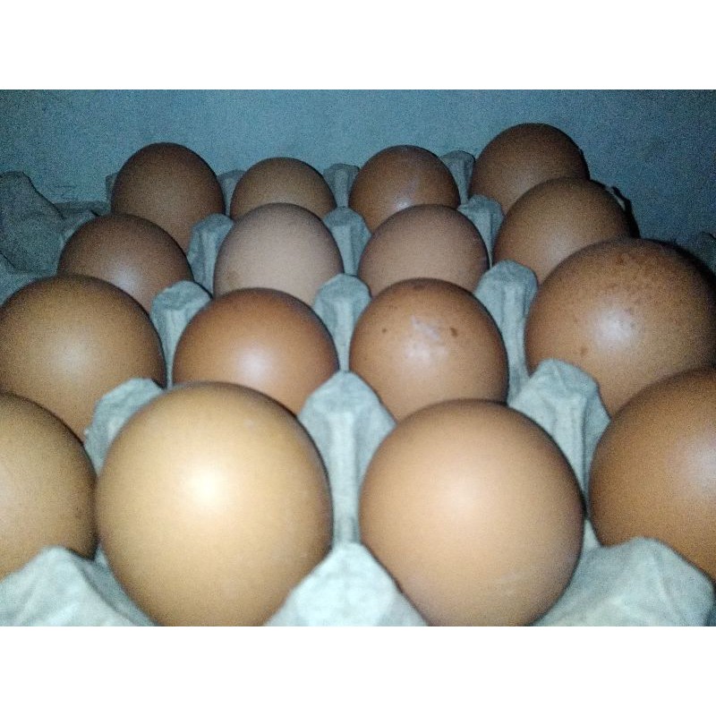 

Telur ayam QL