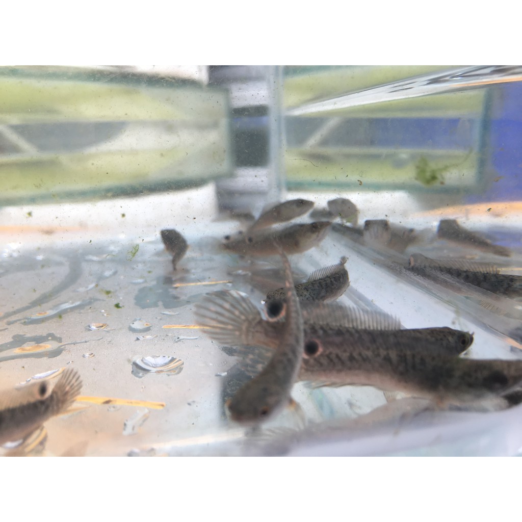 Channa Blue Bengal Ikan Chana Gachua dari India