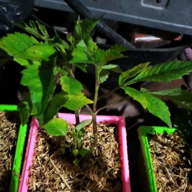 Tanaman Hias Bunga Dahlia