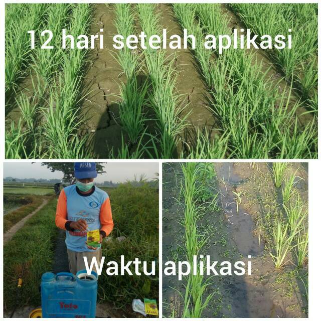 Sofit 10/10 WP, Herbisida selektif tanaman padi Gogo dan padi sawah