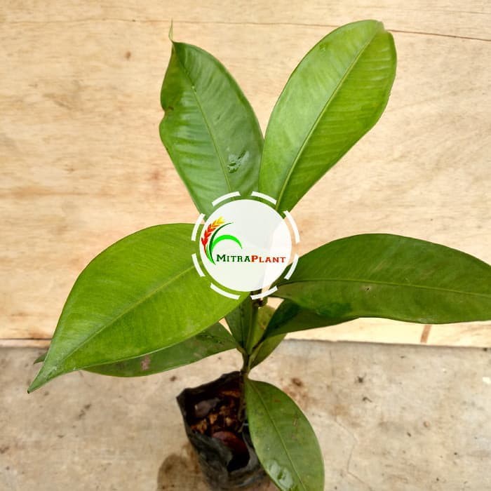 Bibit Pohon Manggis Bibit Buah Manggis Pohon Buah Manggis Tanaman Manggis