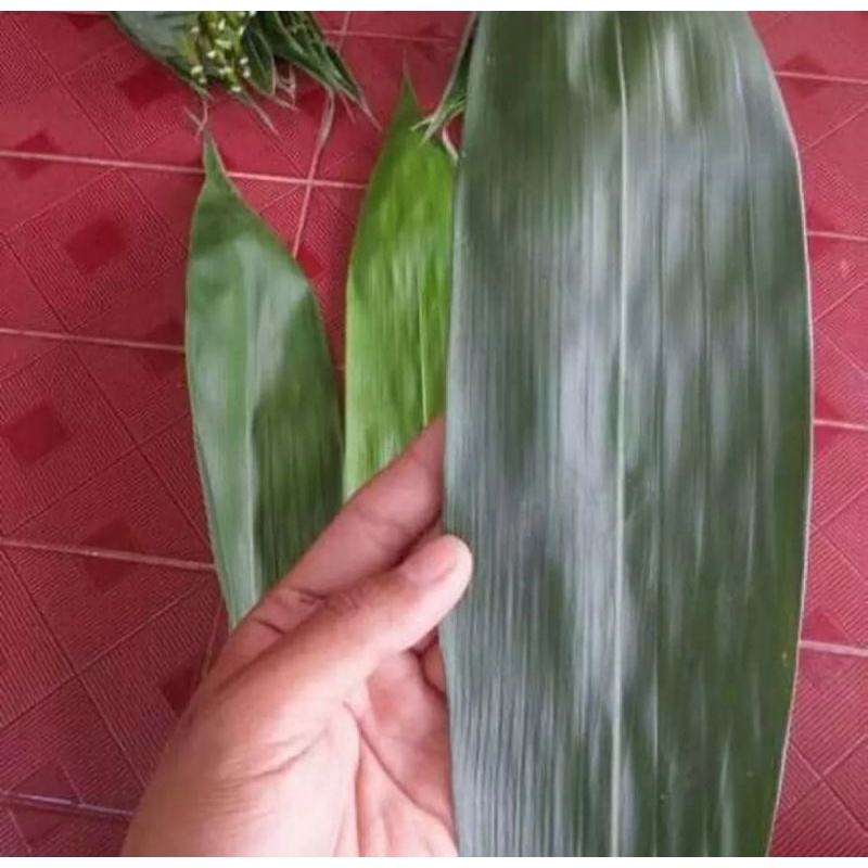 

daun bambu bakcang, daun bambu jumbo