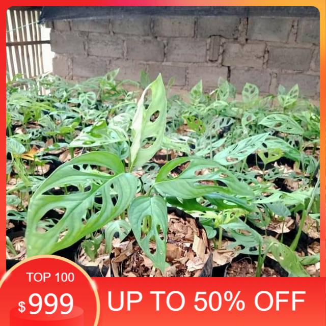 pot - monstera obliqua - monstera janda bolong - monstera