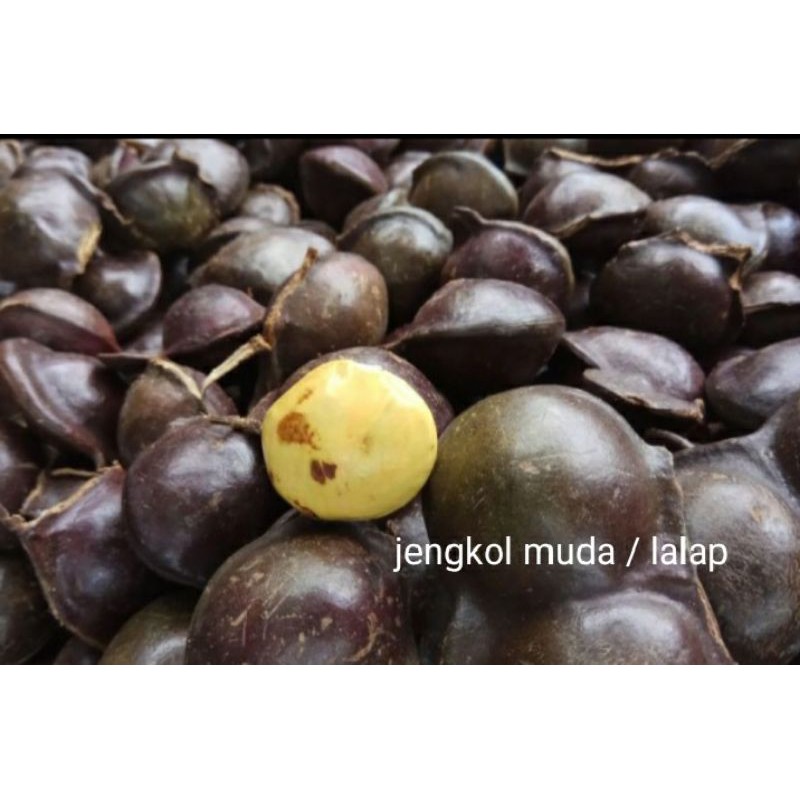 

jengkol muda