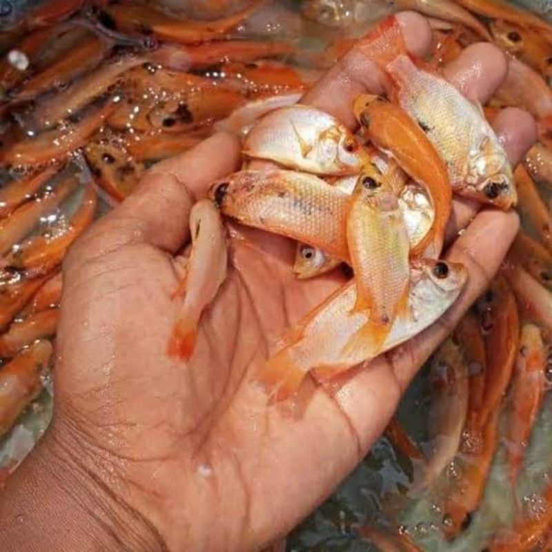 ikan nila Bangkok silet