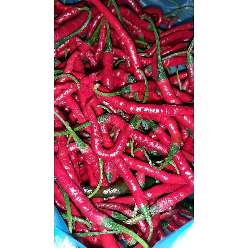 

Cabe Merah Segar