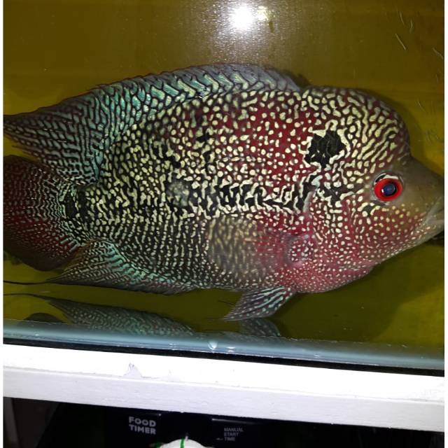 Ikan louhan/ lohan cencu full mutiara ukuran 18 cm