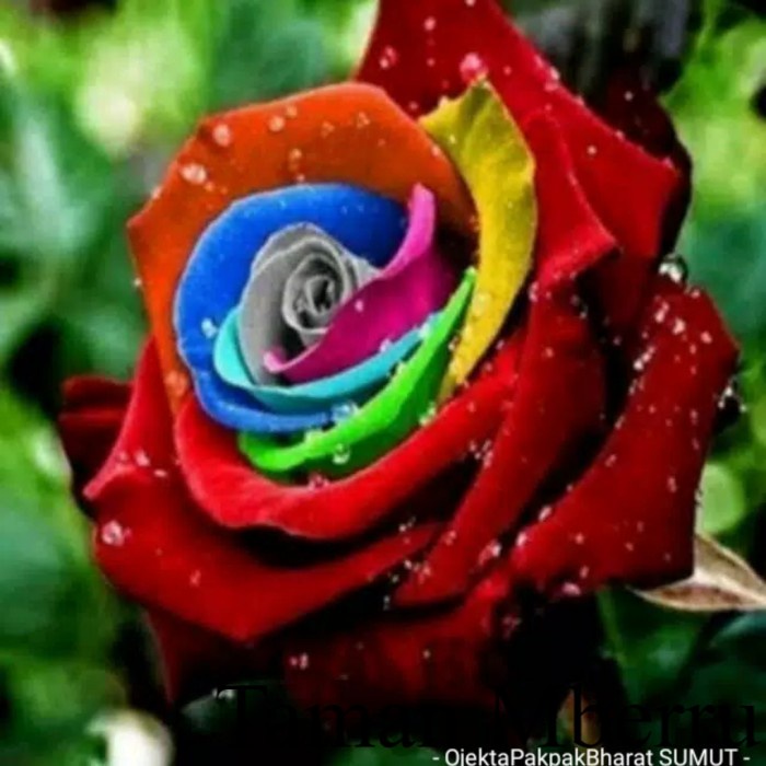 Tanaman Hidup Mawar Berduri Dark Rainbow Rose (Rainbow Mistic Rose) sudah berdaun dan akar bukan bij