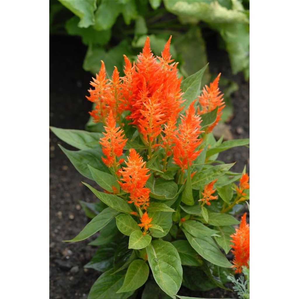 Benih Bibit Bunga Celosia Pagoda Orange