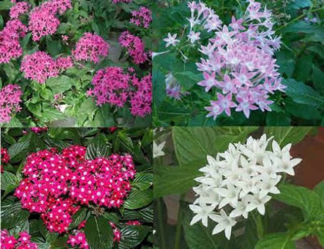 Tanaman Rambat Bunga Kuning Shopee Indonesia