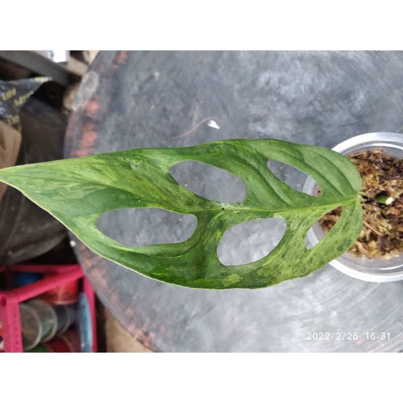 Tanaman hias Monstera Andasoni Lokal Varigata lokal  Janda Bolong 1 daun  janbol