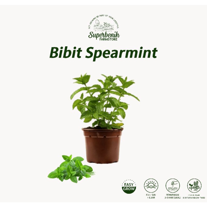 Bibit Hidup Tanaman SPEARMINT - mint usia remaja, perawatan mudah