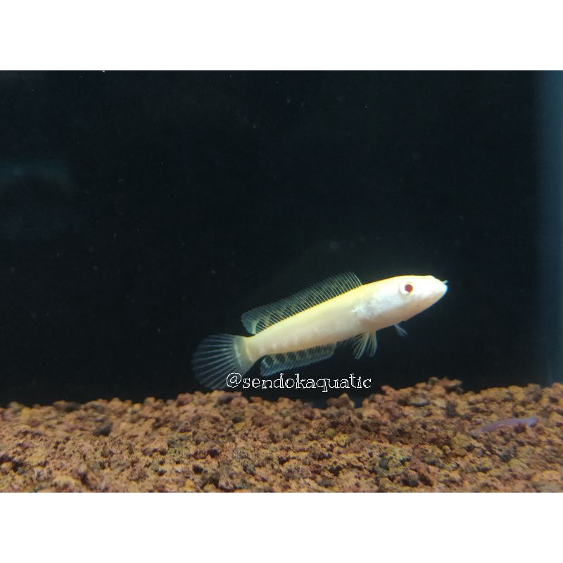 striata albino 5-6cm ekor lurus, mata merah