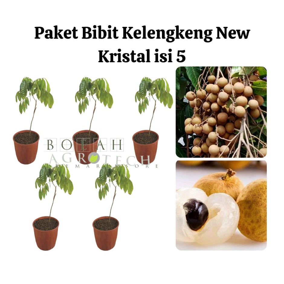 Paket Hemat Bibit Kelengkeng New Kristal Okulasi Isi 5 Bonus Bibit Strawberry+Polibag