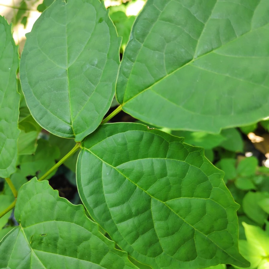 Daun Lanang untuk Ecoprint Batik