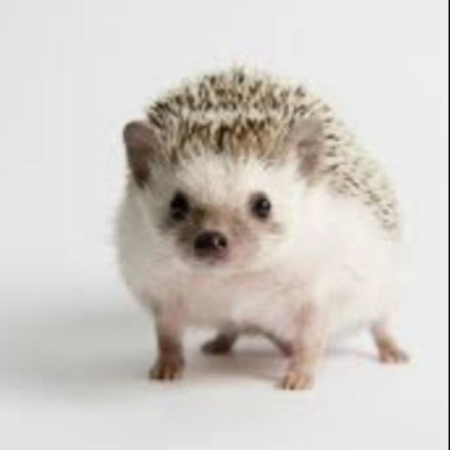 Hedgehog/Landak mini