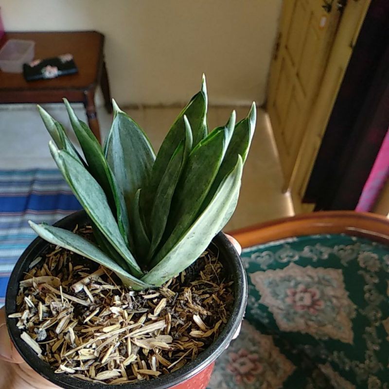 Tanaman Sansivera Mini Silver  Frost Hahnii / Sansevieria (Lidah mertua)
