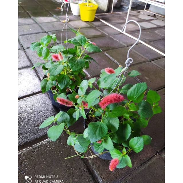 Tanaman hias ekor kucing - bunga gantung ekor kucing - tanaman gantung