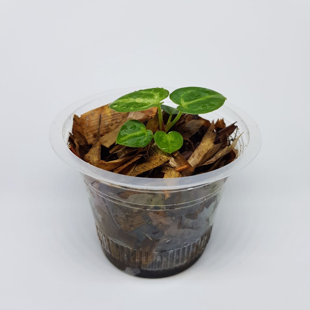 kuping gajah dorayaki mangkok hybrid