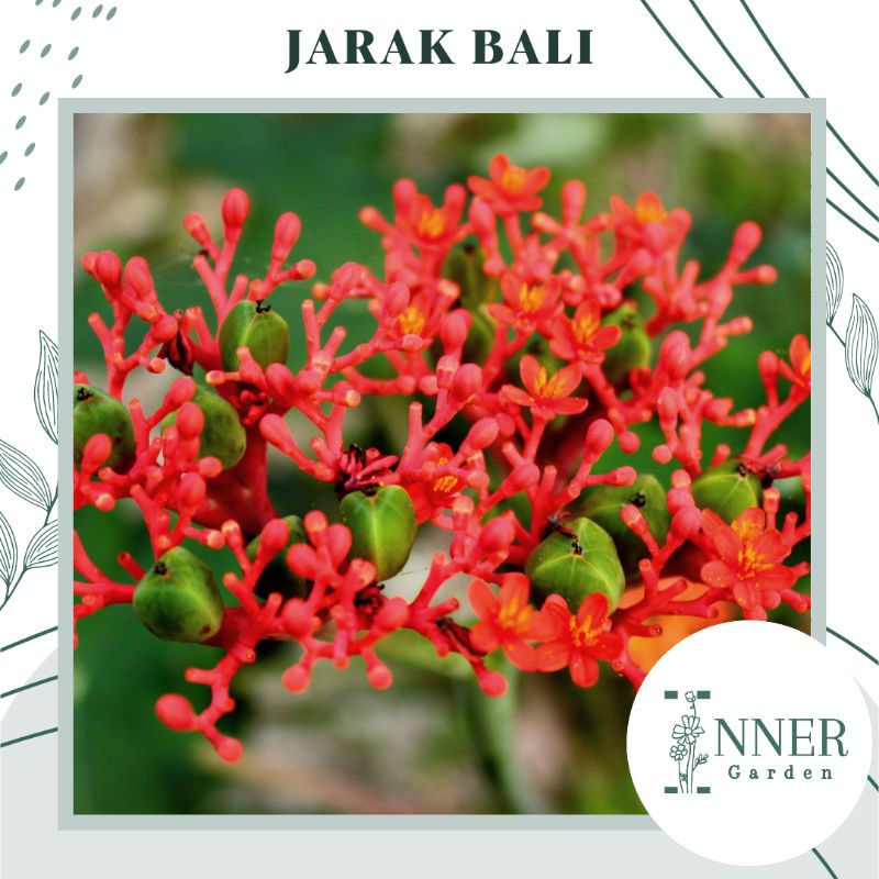 2 Biji Benih Jarak Bali Jarak Botol Jatropha Podagrica