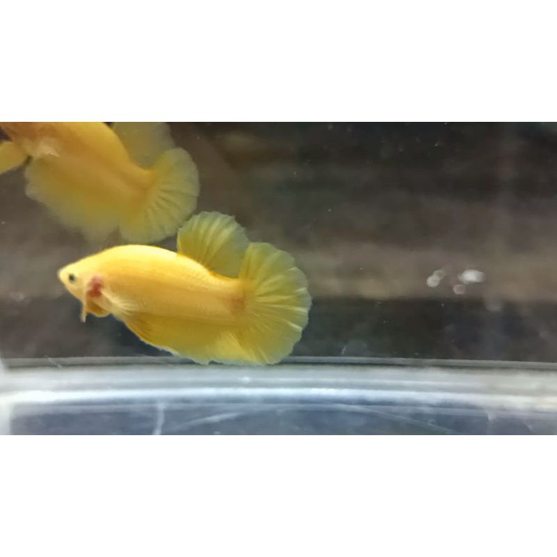 cupang yellow banana