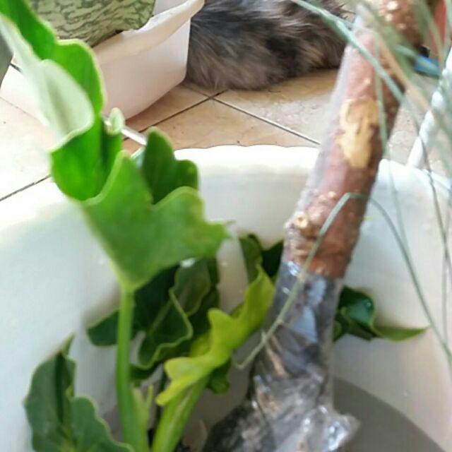 Tanaman Hias Rumput Biru - Festuca Glauca