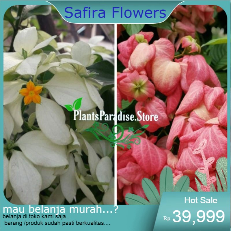 paket 2 tanaman nusa indah