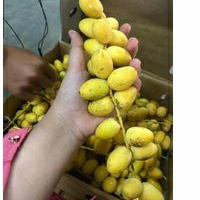 

KURMA MUDA READY STOK 500GR