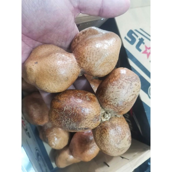

Buah Zuriat