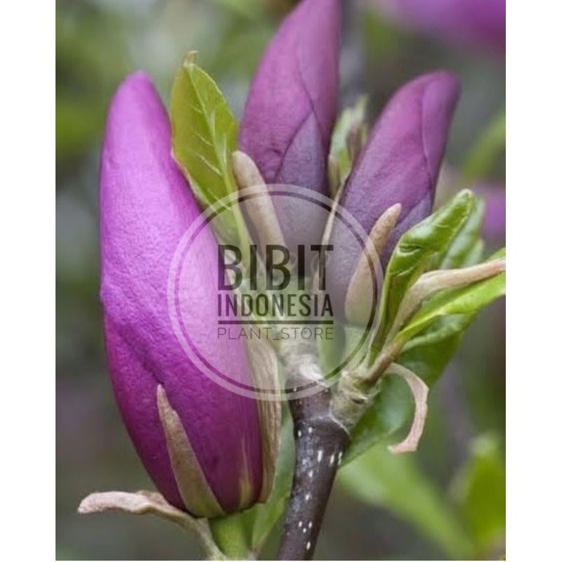 Bibit Bunga Kantil Ungu