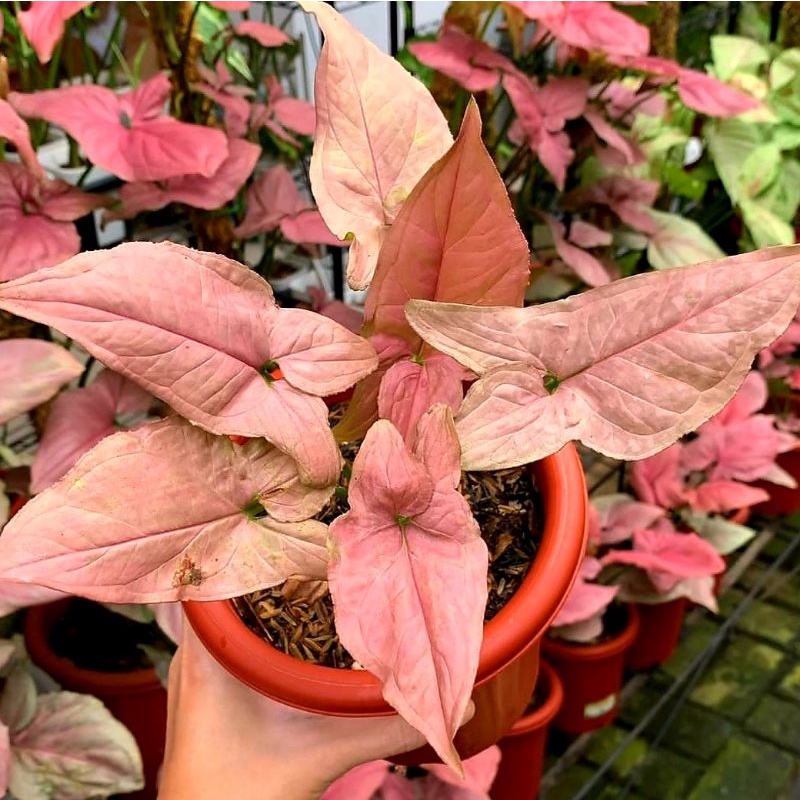 Syngonium Raspberry/ syngonium / singonium / syngonium pink / singonium pink / singonium pink splash