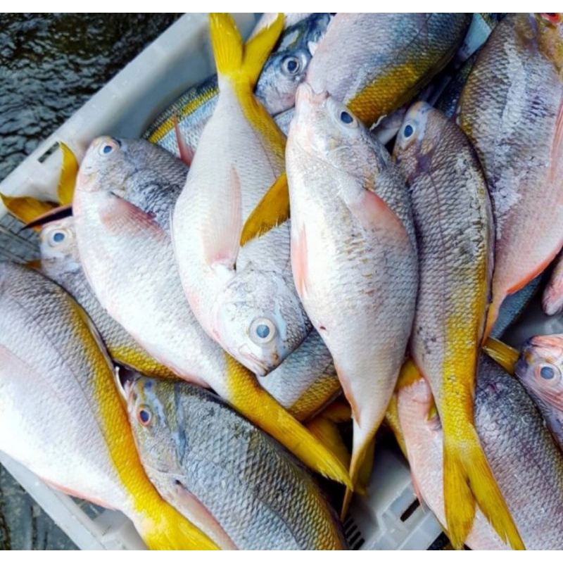 

Ikan Ekor Kuning Fresh 1kg