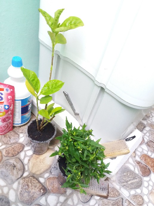 Tanaman Hias Bunga Melati Jepang