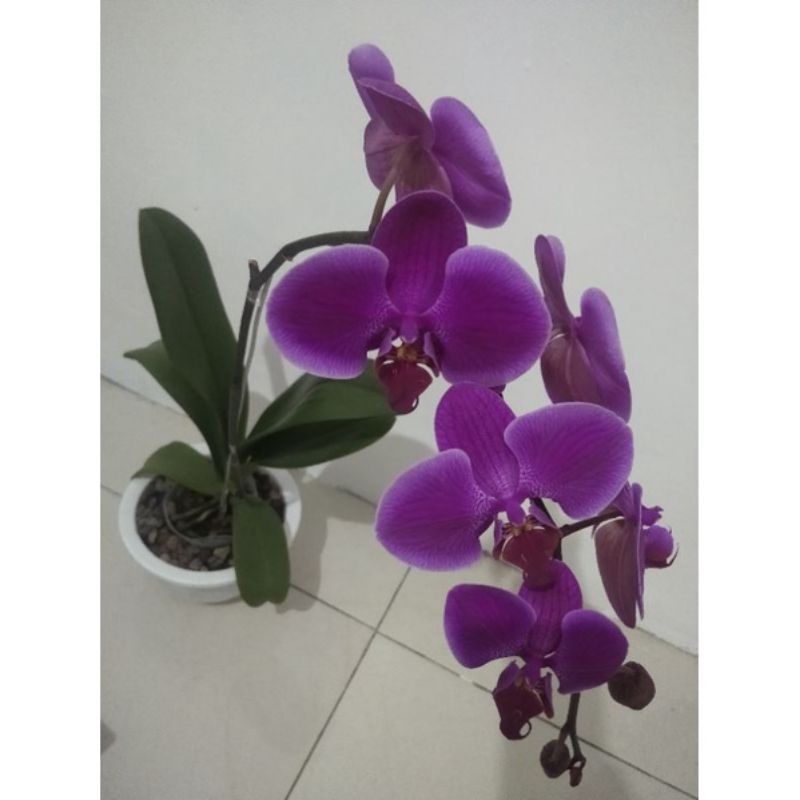 ANGGREK BULAN JUMBO UNGU