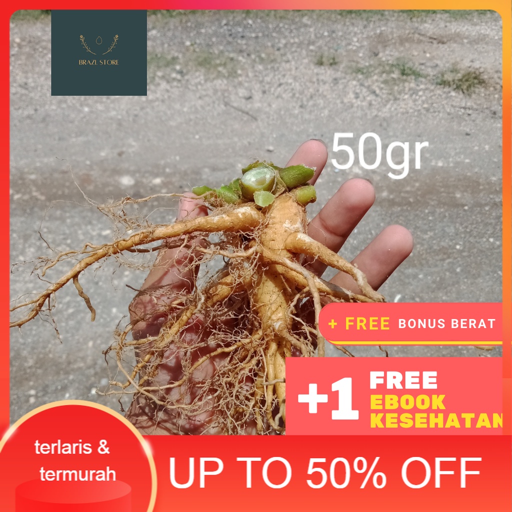 GINGSENG / GINSENG JAWA tanaman obat herbal energi akar merah korea murah asli segar cod tradisional