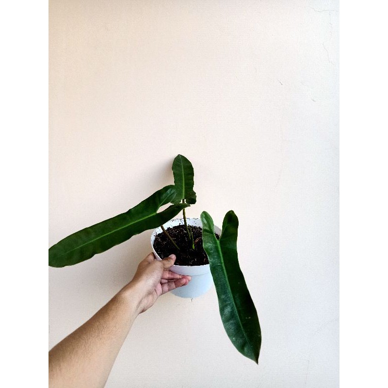 Philodendron Atabapoense