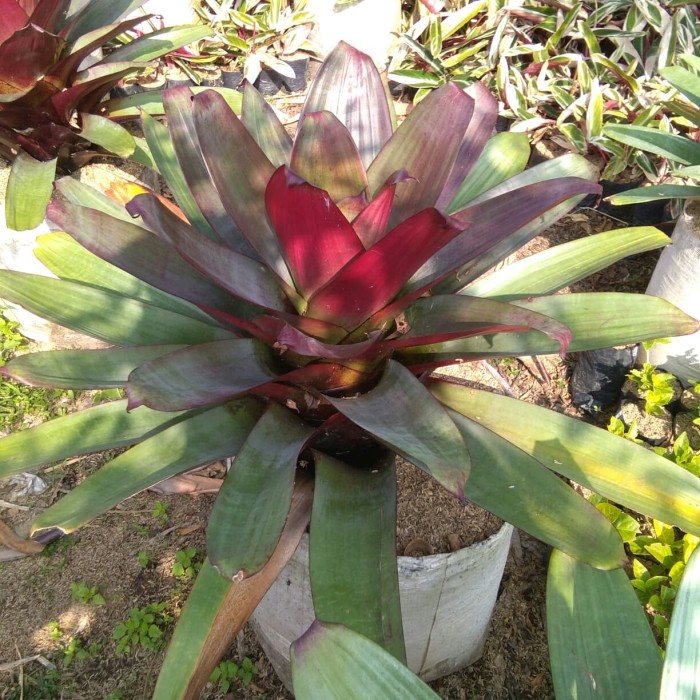 Bromelia Giant / Pohon giant