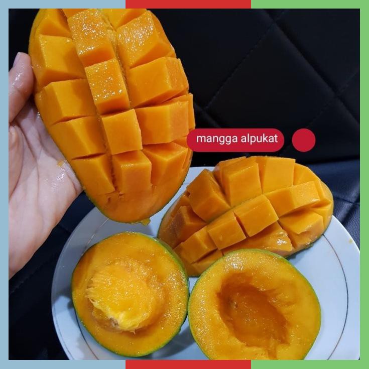 Mangga Alpukat Gojek/ Mangga Klonal 21 Mangga Bangil