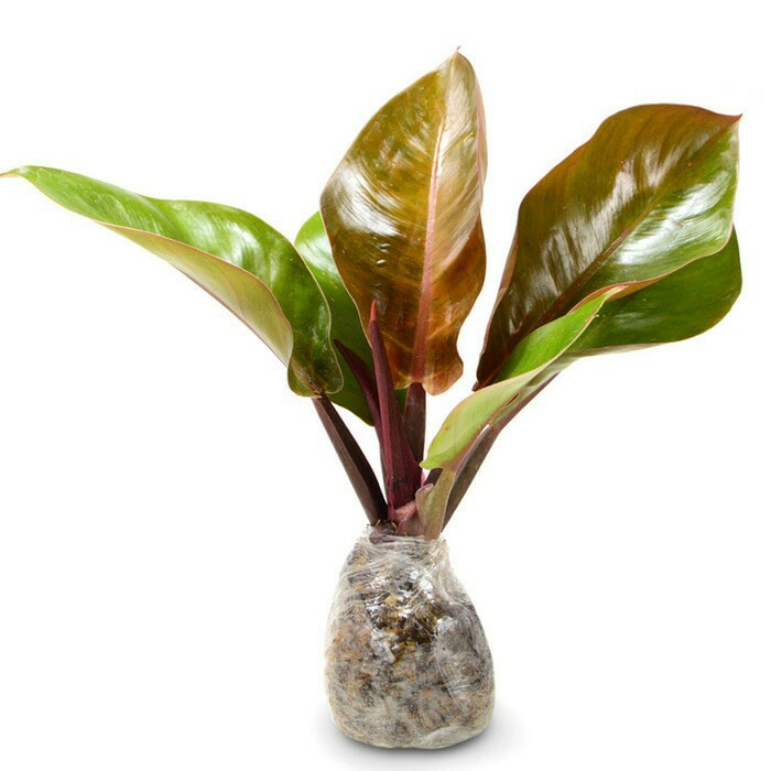 philodendron orange juice