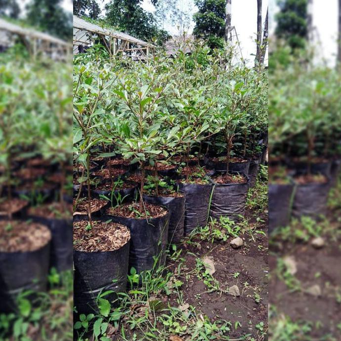 Bibit Pohon Ketapang Kencana Daun Hijau