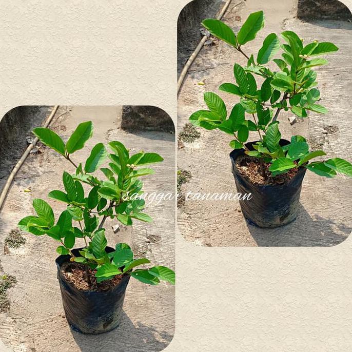 Frtn Bibit Buah Jambu Kristal/ Tanaman Buah Jambu Kristal H3I