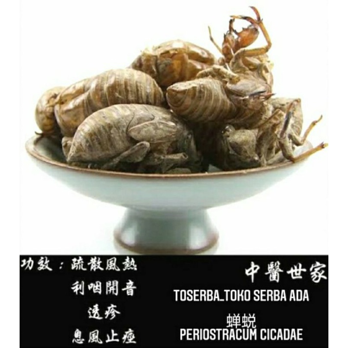 

100gr Jin Chan Tui 金蟬蛻 Periostracum Cicadae Cicada Molting
