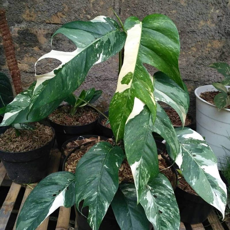 monstera epipremnum varigata 3.4 daun