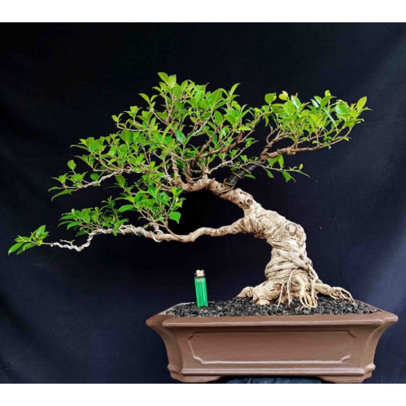 BONSAI KIMENG BIBIT