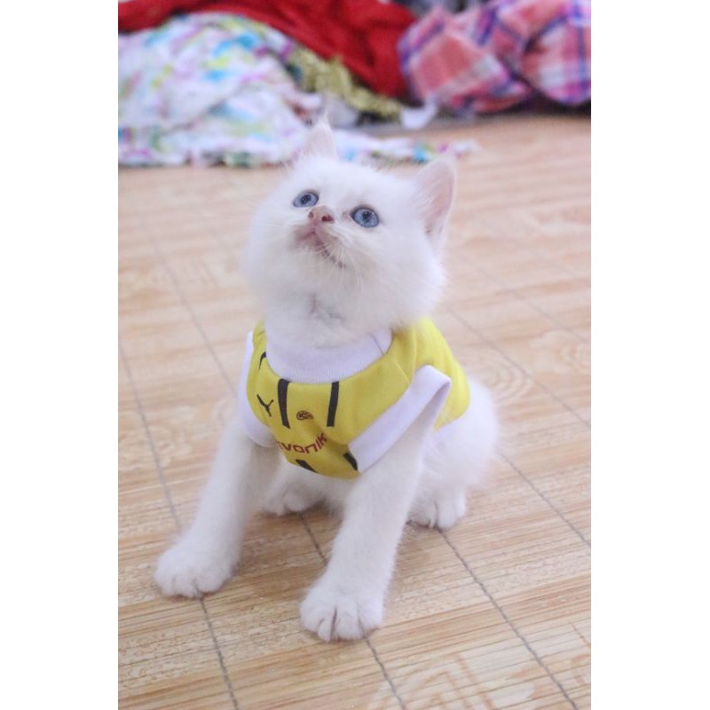 Baju jersey bola dortmond kuning untuk kucing dan anjing / baju kucing murah size S M L XL