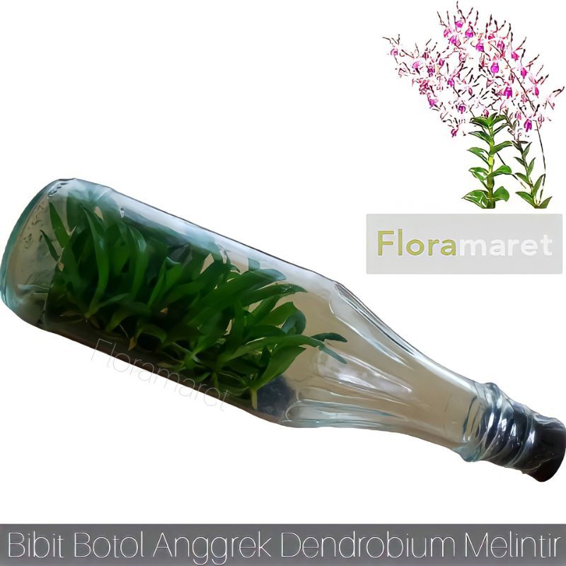 Anggrek dendrobium keriting botol