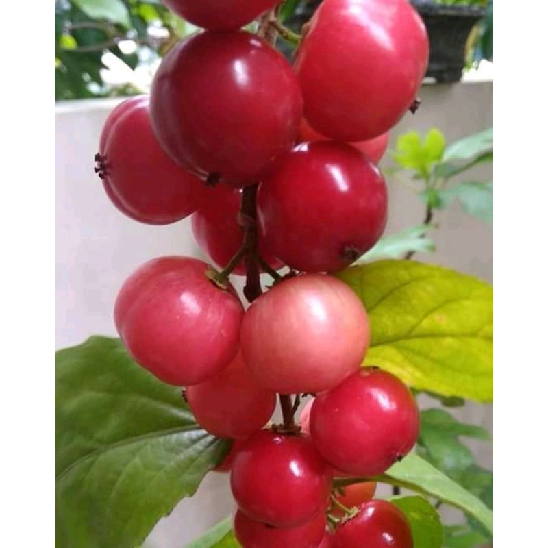 BIBIT TANAMAN BUAH LOBI LOBI BUAH LOBA LOBI LANGKA